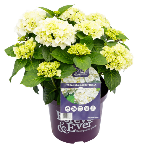 Hydrangea Forever & Ever White 5 Litre
