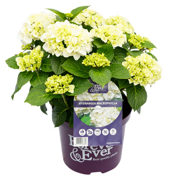 Hydrangea Forever & Ever White 5 Litre