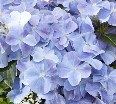 Hydrangea French Bolero Blue 5 Litre - image 1