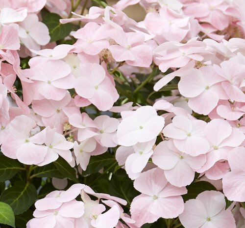 Hydrangea French Bolero Pink 5 Litre - image 1