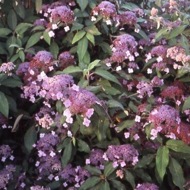 Hydrangea Hot Chocolate 3 Litre - image 2