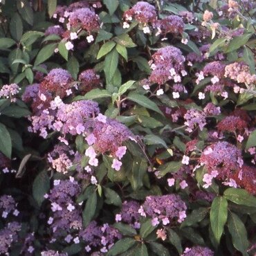 Hydrangea Hot Chocolate 7.5 Litre - image 1
