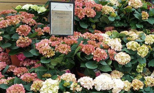 Hydrangea in variety 5 litre - image 1