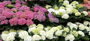 Hydrangea in variety 5 litre - image 2