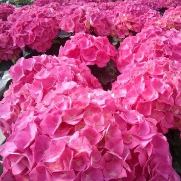 Hydrangea Kardinal 4 Litre