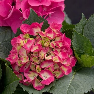 Hydrangea King George 3 Litre - image 1