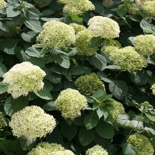 Hydrangea Lime Rickey 7.5 Litre - image 1
