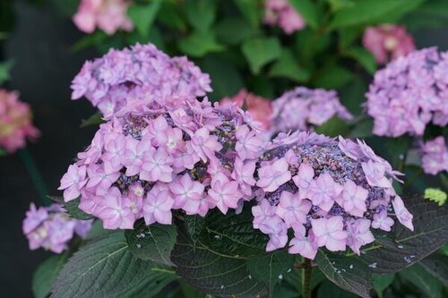 Hydrangea Macrophylla Frozen Smoothie 4 Litre