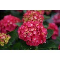 Hydrangea Macrophylla Raspberry Lemonade 4 Litre