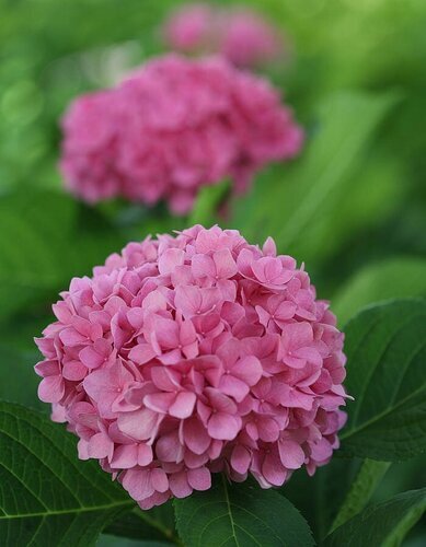 Hydrangea Macrophylla Sweet Cupcake 4 Litre