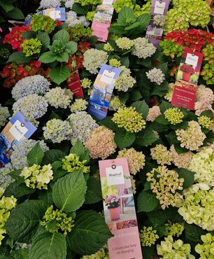 Hydrangea Magical Four Seasons in Variety 5 Litre - image 1