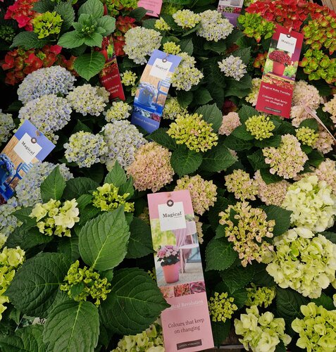 Hydrangea Magical Series 10 Litre
