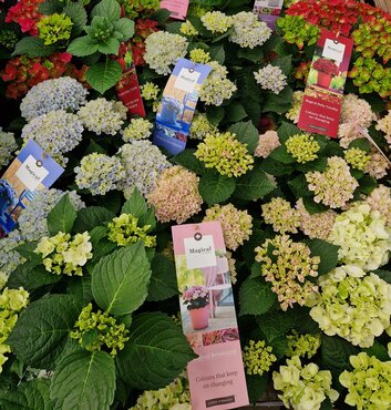 Hydrangea Magical Series 10 Litre