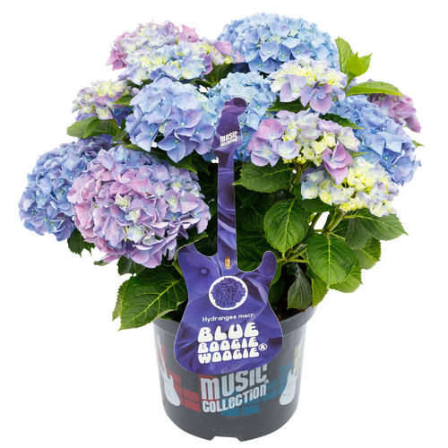 Hydrangea Music Collection Blue Boogie Woogie 5 Litre