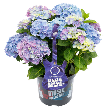 Hydrangea Music Collection Blue Boogie Woogie 5 Litre