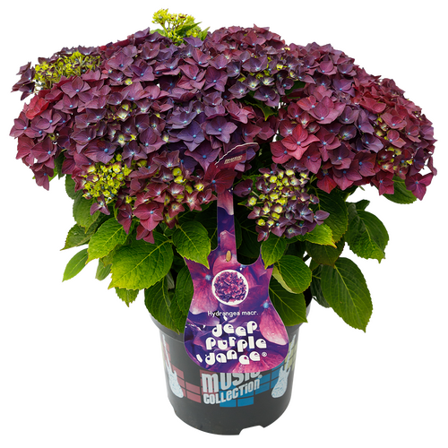 Hydrangea Music Collection Deep Purple Dance 5 Litre