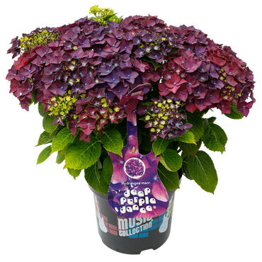 Hydrangea Music Collection Deep Purple Dance 5 Litre