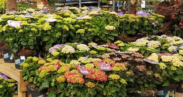 Hydrangea Music Collection in Variety 5 Litre - image 1
