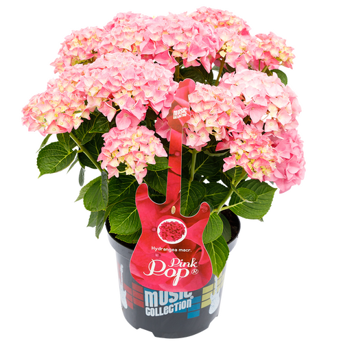 Hydrangea Music Collection Pink Punk 5 Litre