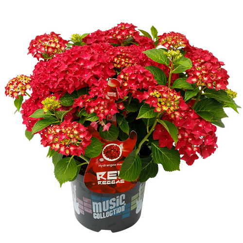 Hydrangea Music Collection Red Reggae 5 Litre