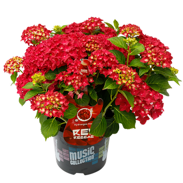 Hydrangea Music Collection Red Reggae 5 Litre