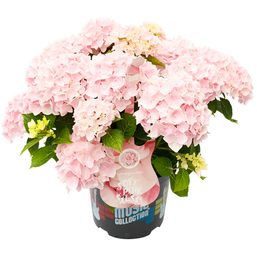 Hydrangea Music Collection Soft Pink Salsa 5 Litre