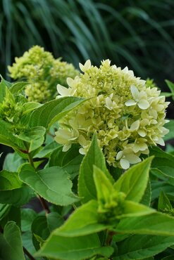 Hydrangea Paniculata Bee Green 2.3 Litre - image 1