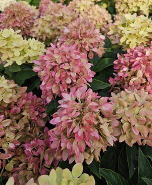 Hydrangea paniculata Bee Happy 2.3 Litre