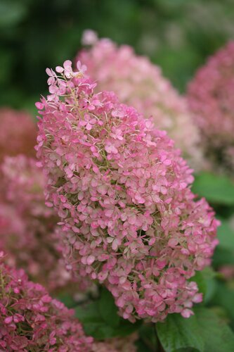 Hydrangea paniculata Bobo 31cm