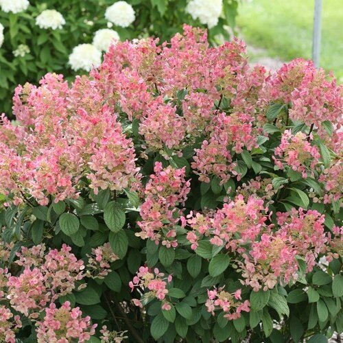 Hydrangea Paniculata Early Sensation 5 Litre - image 1