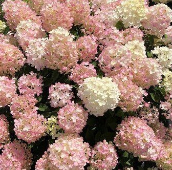 Hydrangea Paniculata Firelight Tiny Bit 4 Litre - image 1