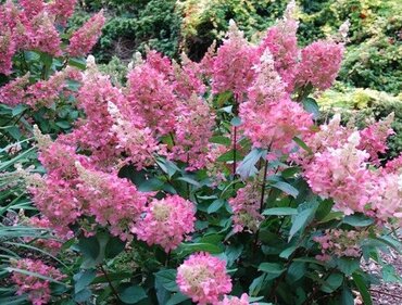 Hydrangea paniculata Framboisine Rensam 3 Litre - image 1