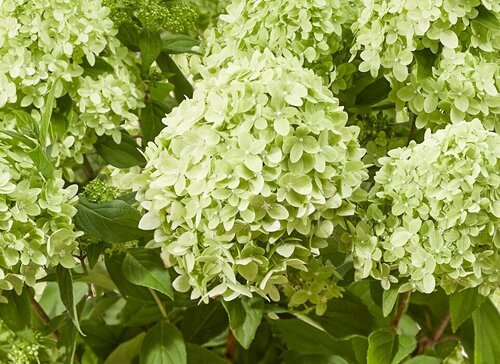 Hydrangea paniculata Greenlight 6 Litre - image 1