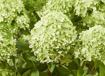 Hydrangea paniculata Greenlight 6 Litre - image 1