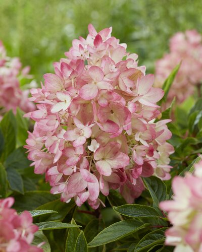 Hydrangea paniculata 'Groundbreaker' Blush 1.3 Litre - image 1