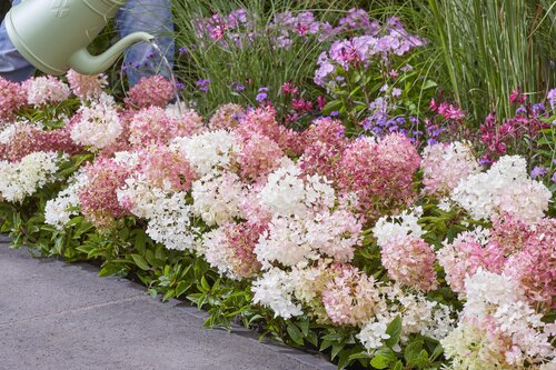 Hydrangea paniculata 'Groundbreaker' Blush 1.3 Litre - image 2