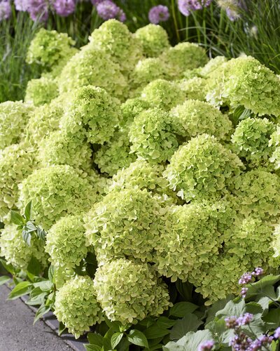 Hydrangea paniculata 'Groundbreaker' Greeny 1.3 Litre