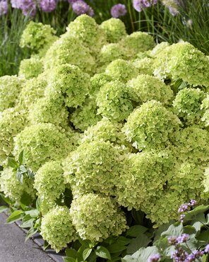 Hydrangea paniculata 'Groundbreaker' Greeny 1.3 Litre