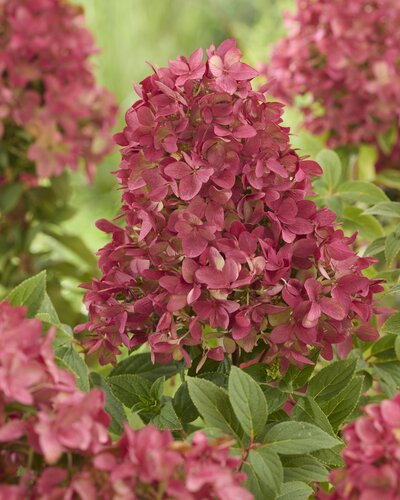 Hydrangea paniculata 'Groundbreaker' Ruby 1.3 Litre - image 1