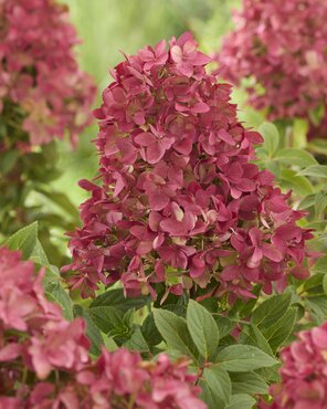 Hydrangea paniculata 'Groundbreaker' Ruby 1.3 Litre - image 1