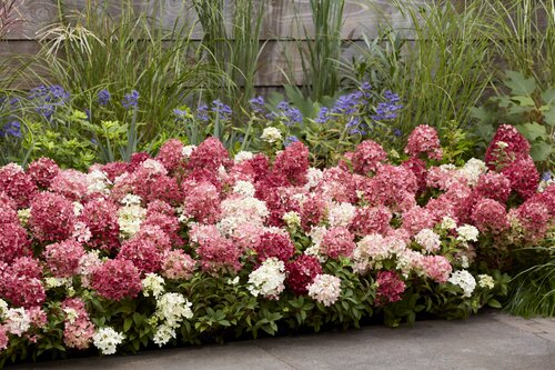 Hydrangea paniculata 'Groundbreaker' Ruby 1.3 Litre - image 2