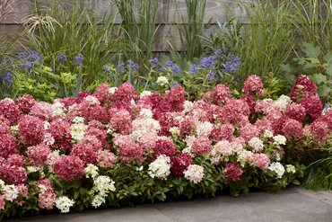 Hydrangea paniculata 'Groundbreaker' Ruby 1.3 Litre - image 2