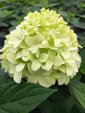 Hydrangea paniculata Limelight 32cm