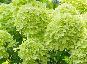 Hydrangea paniculata Little Light 6 Litre - image 1