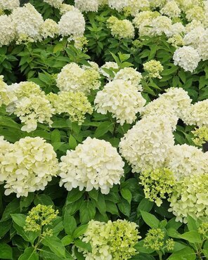 Hydrangea paniculata Little Spooky 32cm
