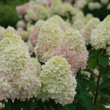 Hydrangea Paniculata Phantom  4 Litre