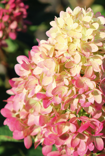 Hydrangea paniculata Pinklight 16.5 Litre