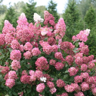 Hydrangea paniculata Pinky Winky 21cm