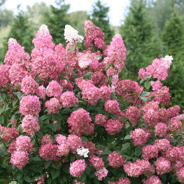 Hydrangea Paniculata Pinky Winky 4 Litre