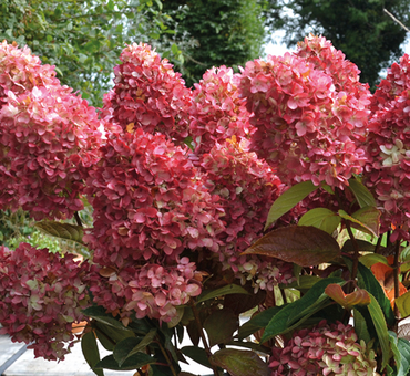 Hydrangea paniculata Redlight 6 Lire - image 3